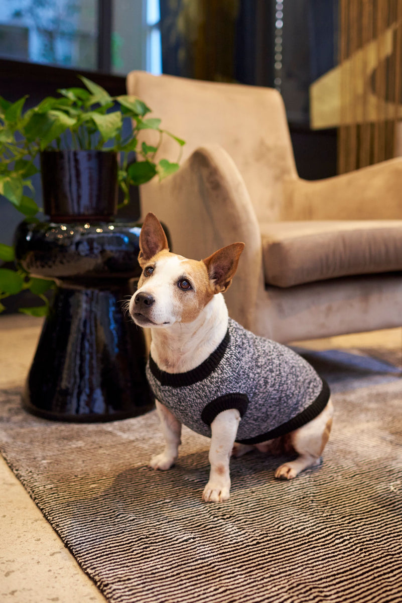 The Harper Knitted Dog Jersey – Lucky and Lou