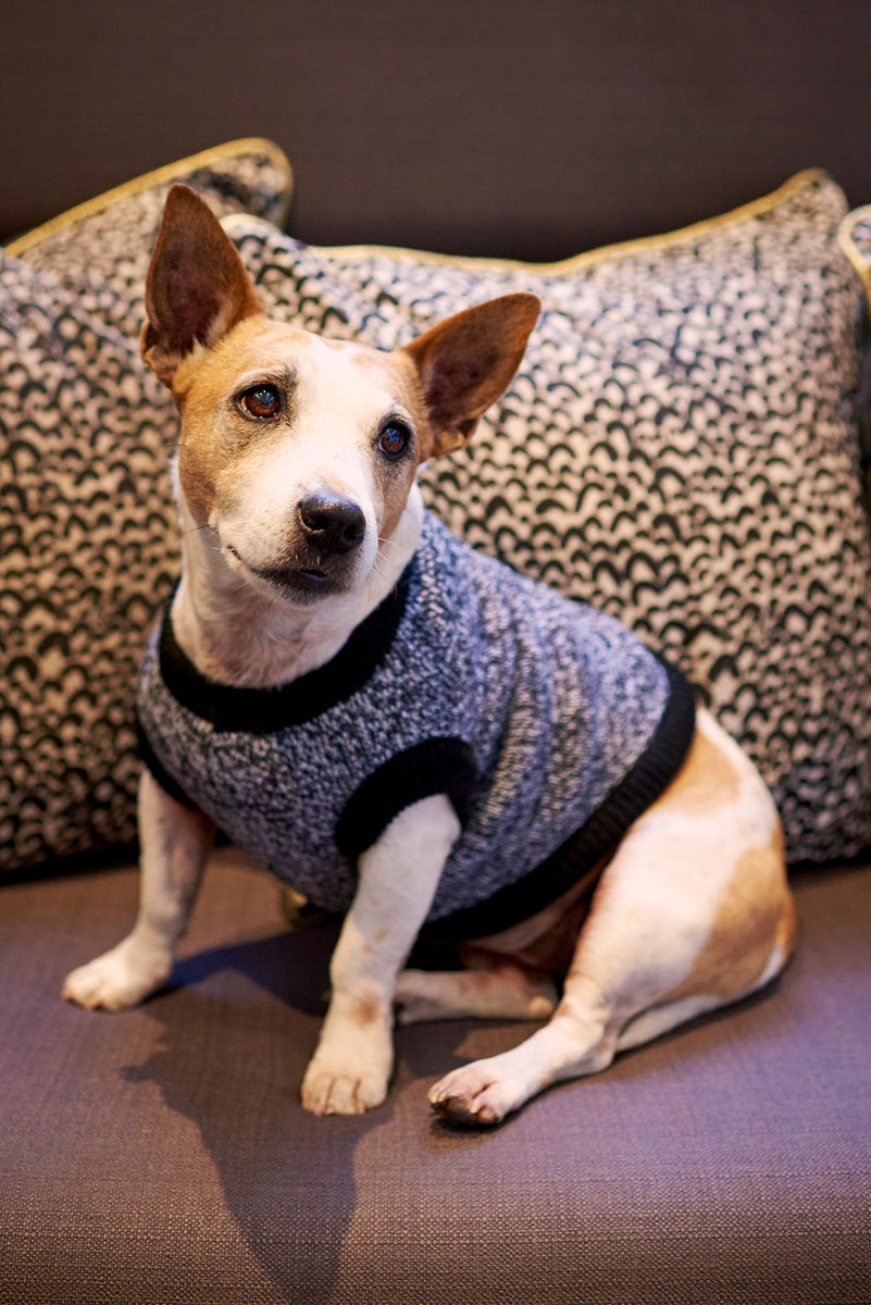 The Ziggy Knitted Dog Jersey – Lucky and Lou