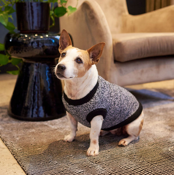 The Harper Knitted Dog Jersey – Lucky and Lou